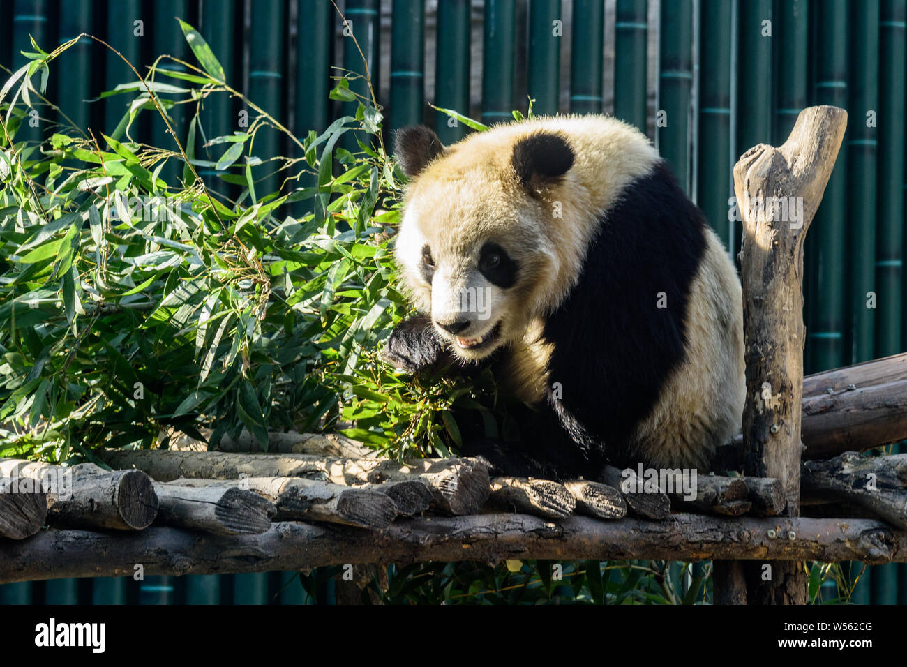 A muddy giant panda eats bamboo shoots and fruits at the Beijing zoo in ...