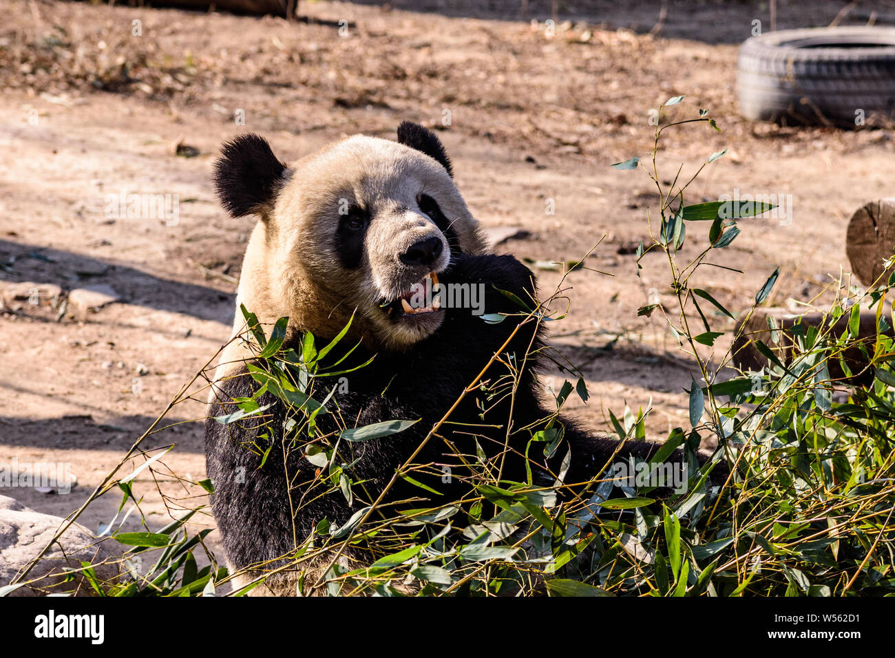 A muddy giant panda eats bamboo shoots and fruits at the Beijing zoo in ...