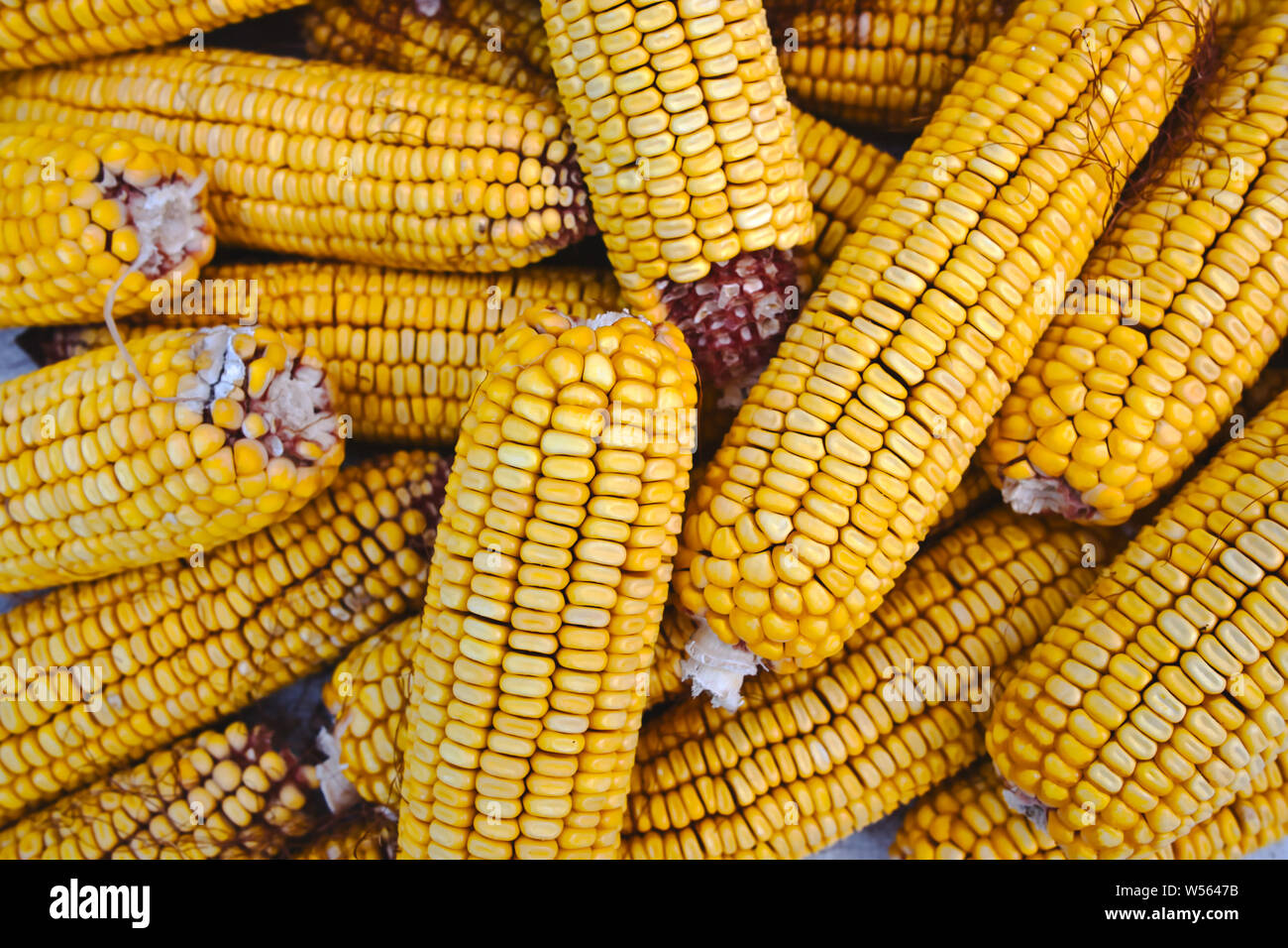 Dried corn cobs, cron seeds or kernels top view photo Stock Photo Alamy