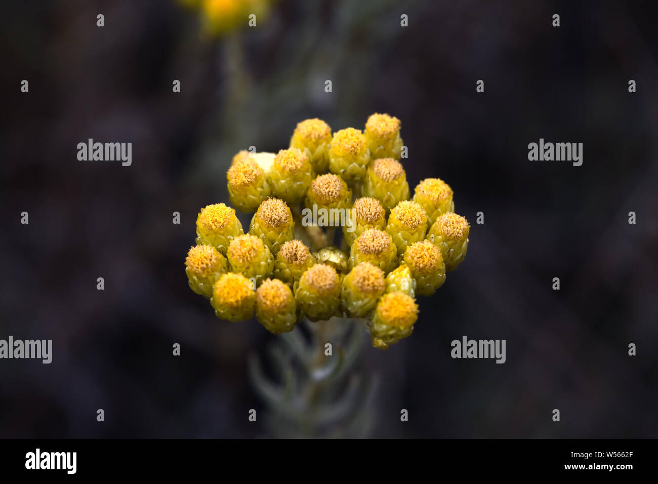 'Helichrysum arenarium' flower is also known as dwarf everlast, everlasting and as immortelle Stock Photo