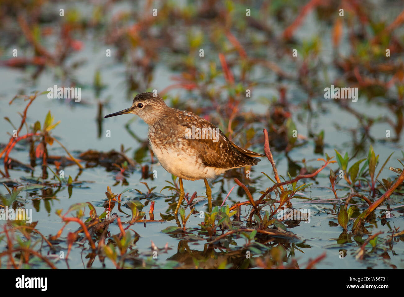 Wood Sandpiper Tringa glareola. Photographed on southward migration  foraging for small insects in shallow water on the Nile outside Khartoum, Sudan. Stock Photo