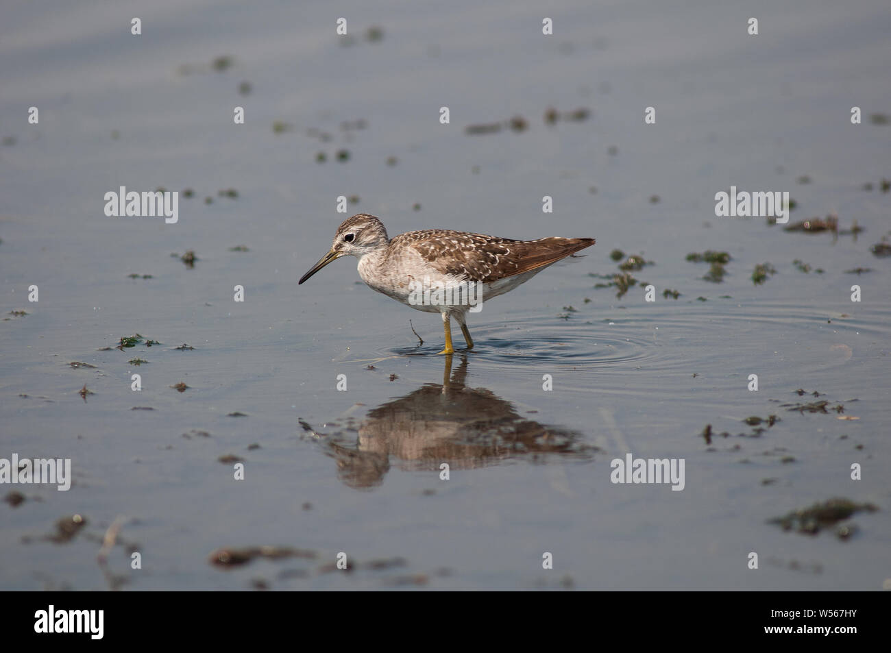 Wood Sandpiper Tringa glareola. Photographed on southward migration  foraging for small insects in shallow water on the Nile outside Khartoum, Sudan. Stock Photo