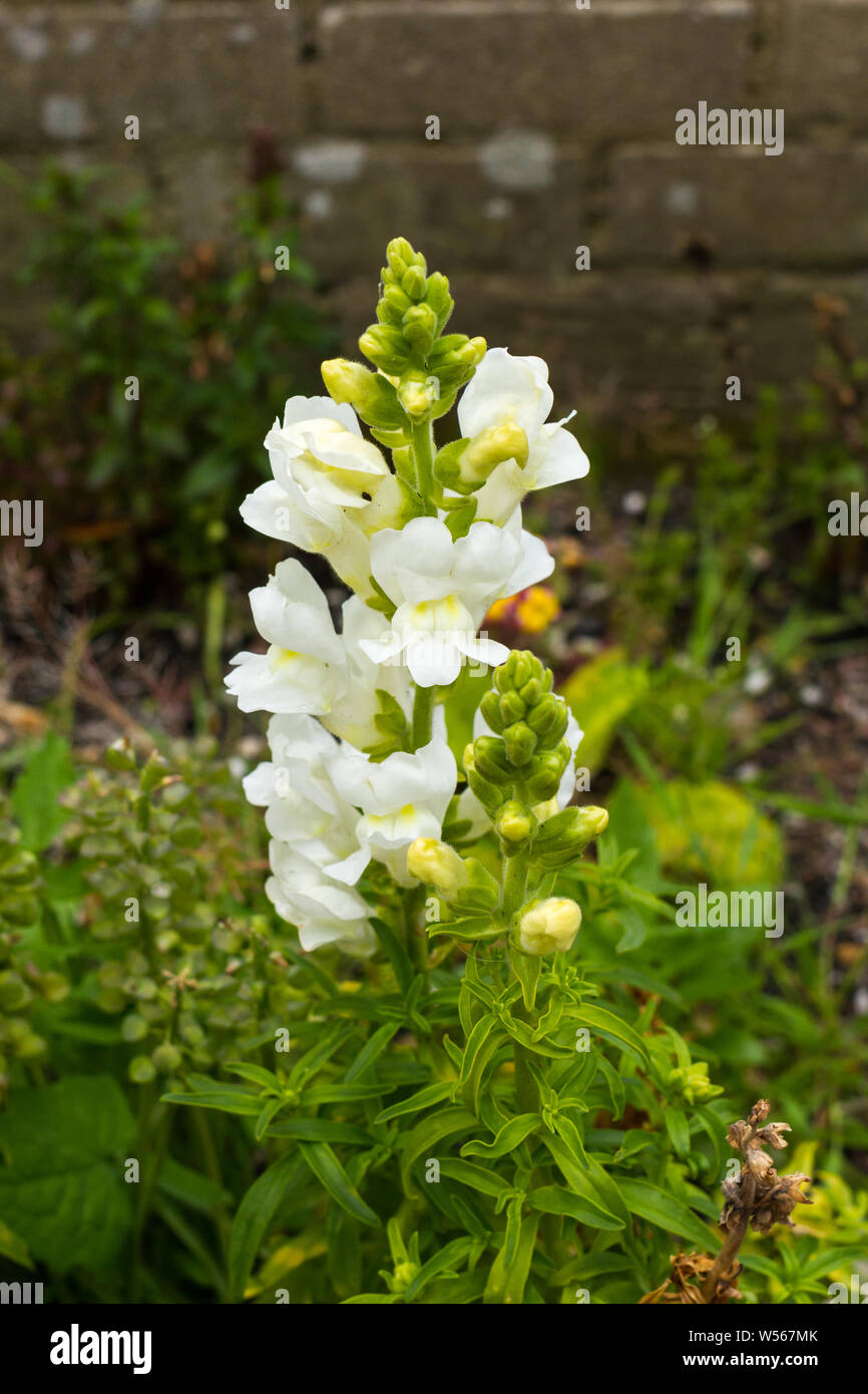 Antirrhinum majus, Snapdragon flowers growing in an English garden in spring. UK Stock Photo