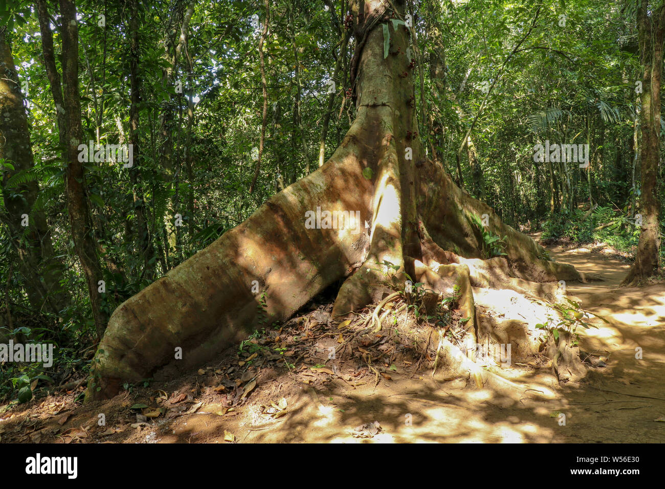 Giant Roots Big fig tree (Moreton Bay Fig, Ficus macrophylla) roots
