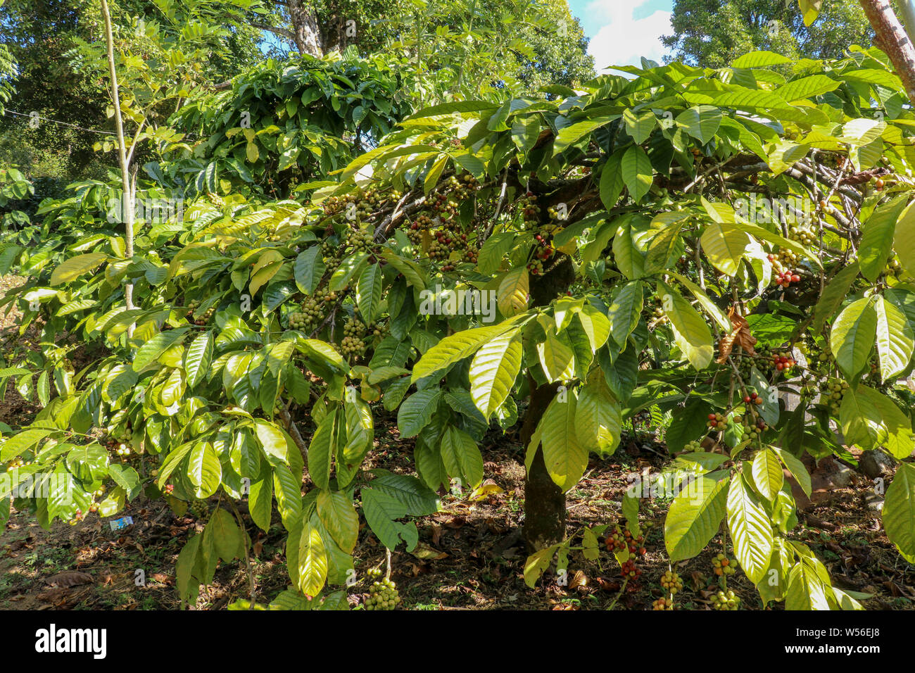 Coffee tree on cafe plantation. Fresh arabica coffee bean on tree at