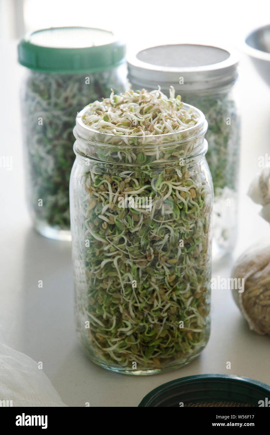 Raw vegan food diet. Sprouts Stock Photo Alamy