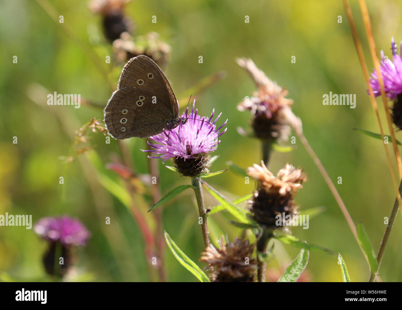 Ringlet butterfly, Wild flower meadow, Hoe Grange Quarry Derbyshire, UK Stock Photo