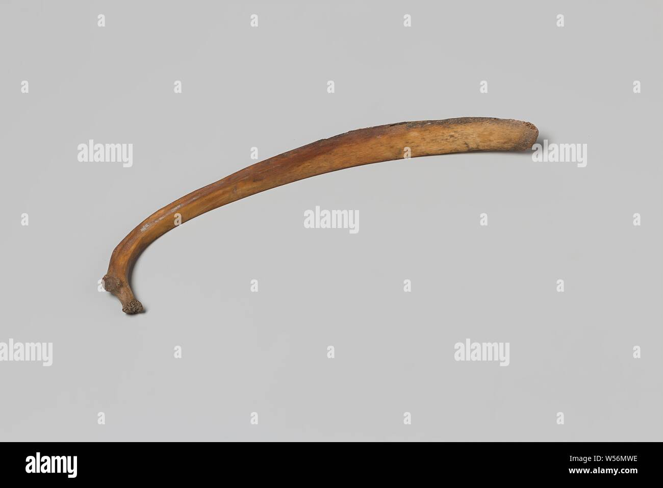 Human rib from the wreck of the East Indies 't Vliegend Hart, Human remains, rib, Dutch East India Company ' t Vliegend Hart (ship), 1700 - 3-Feb-1735, bone (material), h 1.4 cm × w 19.8 cm × d 4.6 cm Stock Photo
