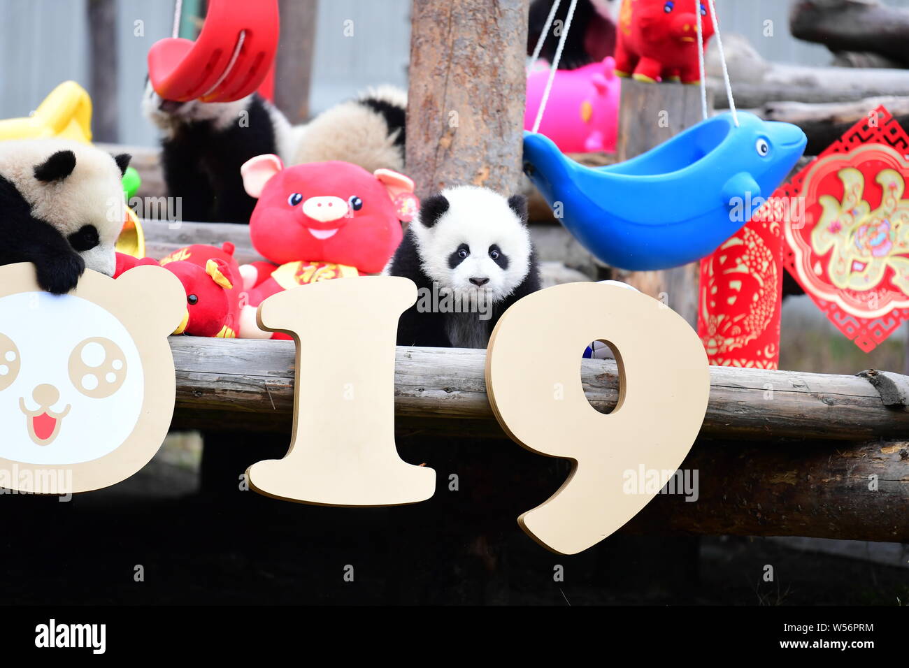 Giant panda cubs born in 2018 play during an event to pay a New Year ...