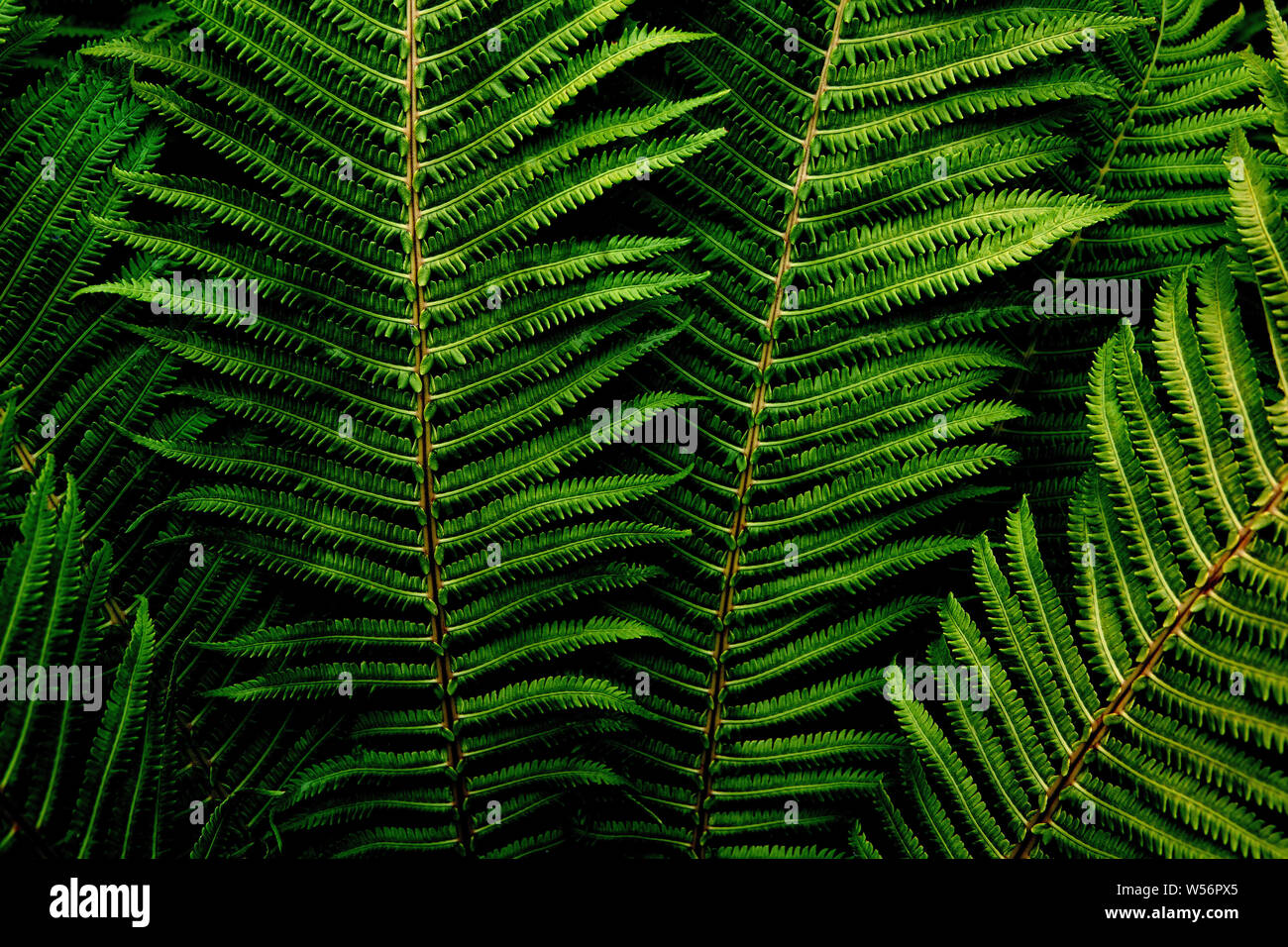 Fern grass green image hi-res stock photography and images - Alamy