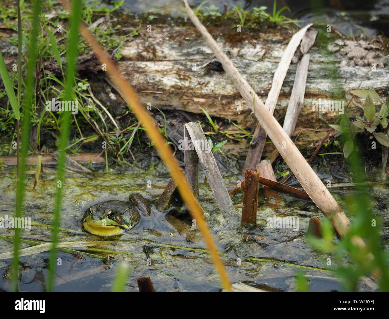 Bullfrog among the reeds Stock Photo