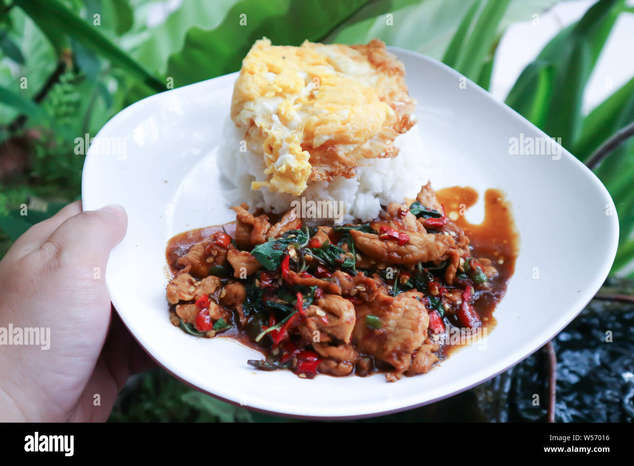 stir-fried pork with fried egg, holy basil and rice dish Stock Photo