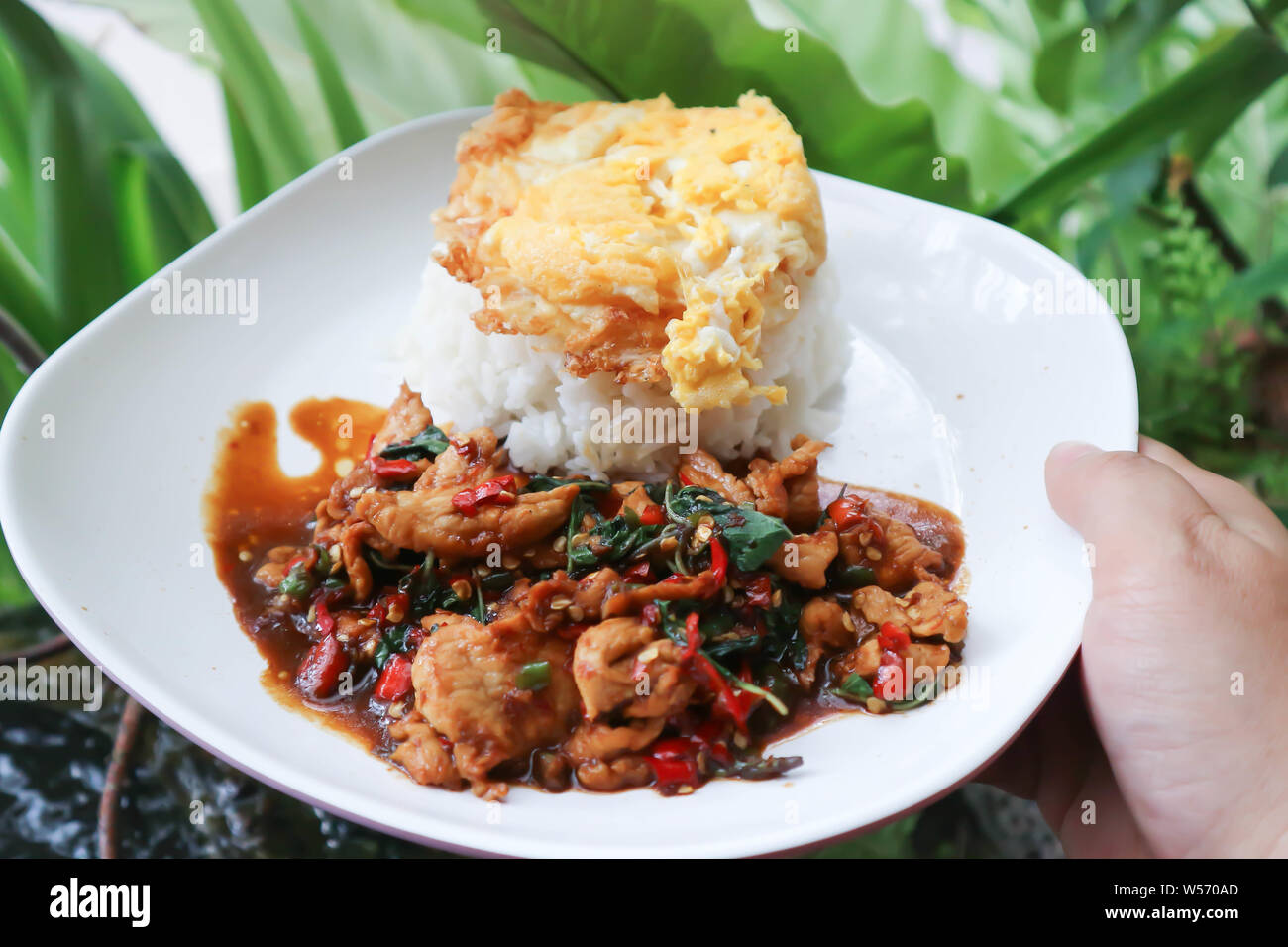 stir-fried pork with fried egg, holy basil and rice dish Stock Photo