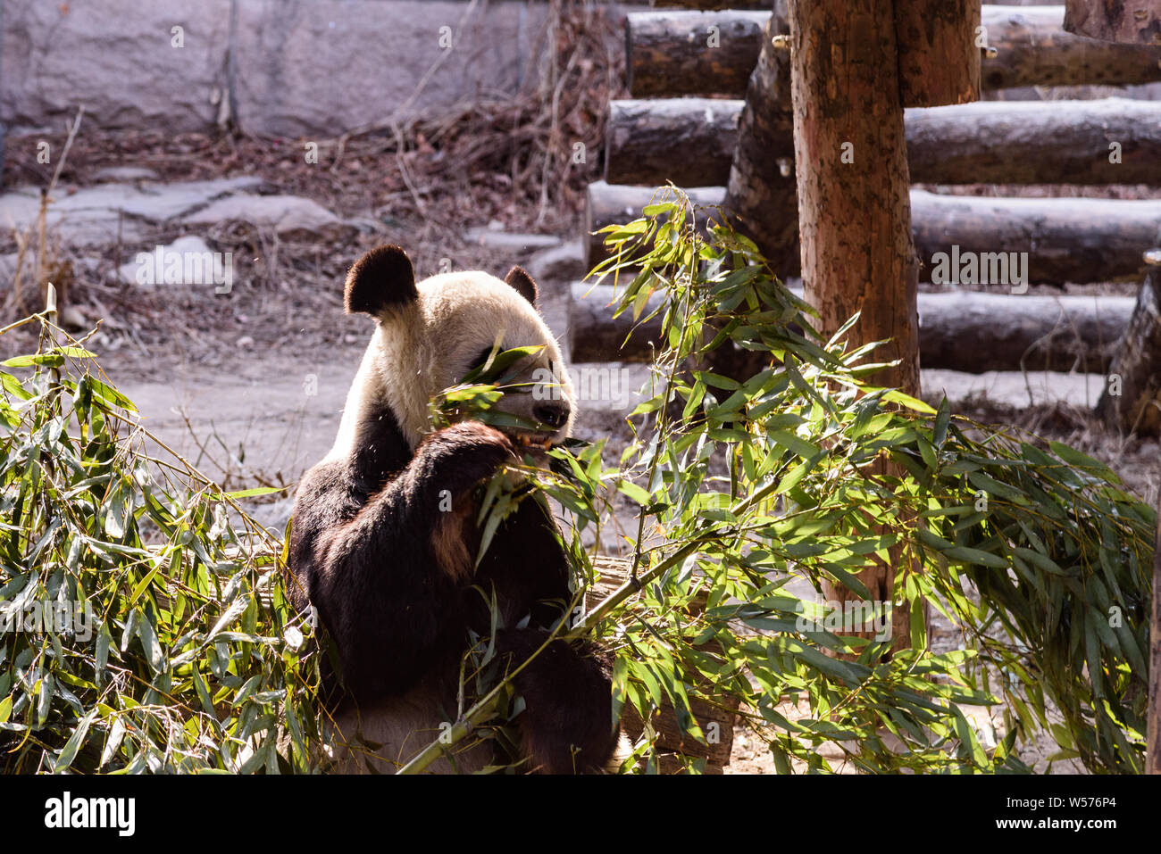 A muddy giant panda eats bamboo shoots and fruits at the Beijing zoo in ...