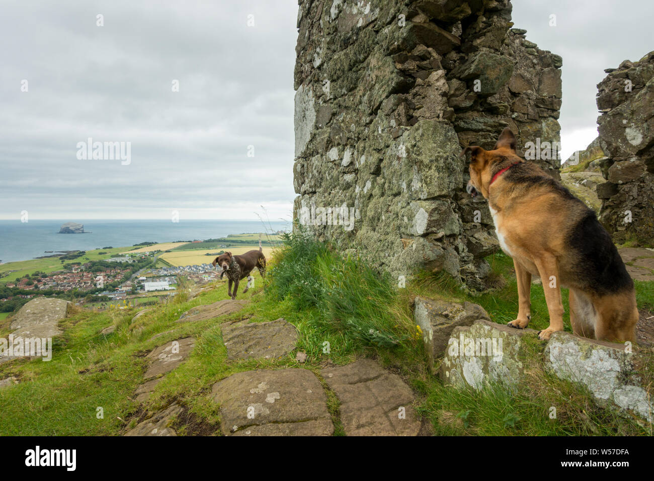 Photo bombed twice by another dog on top of North Berwick Law by the ruin, East Lothian, Scotland Stock Photo