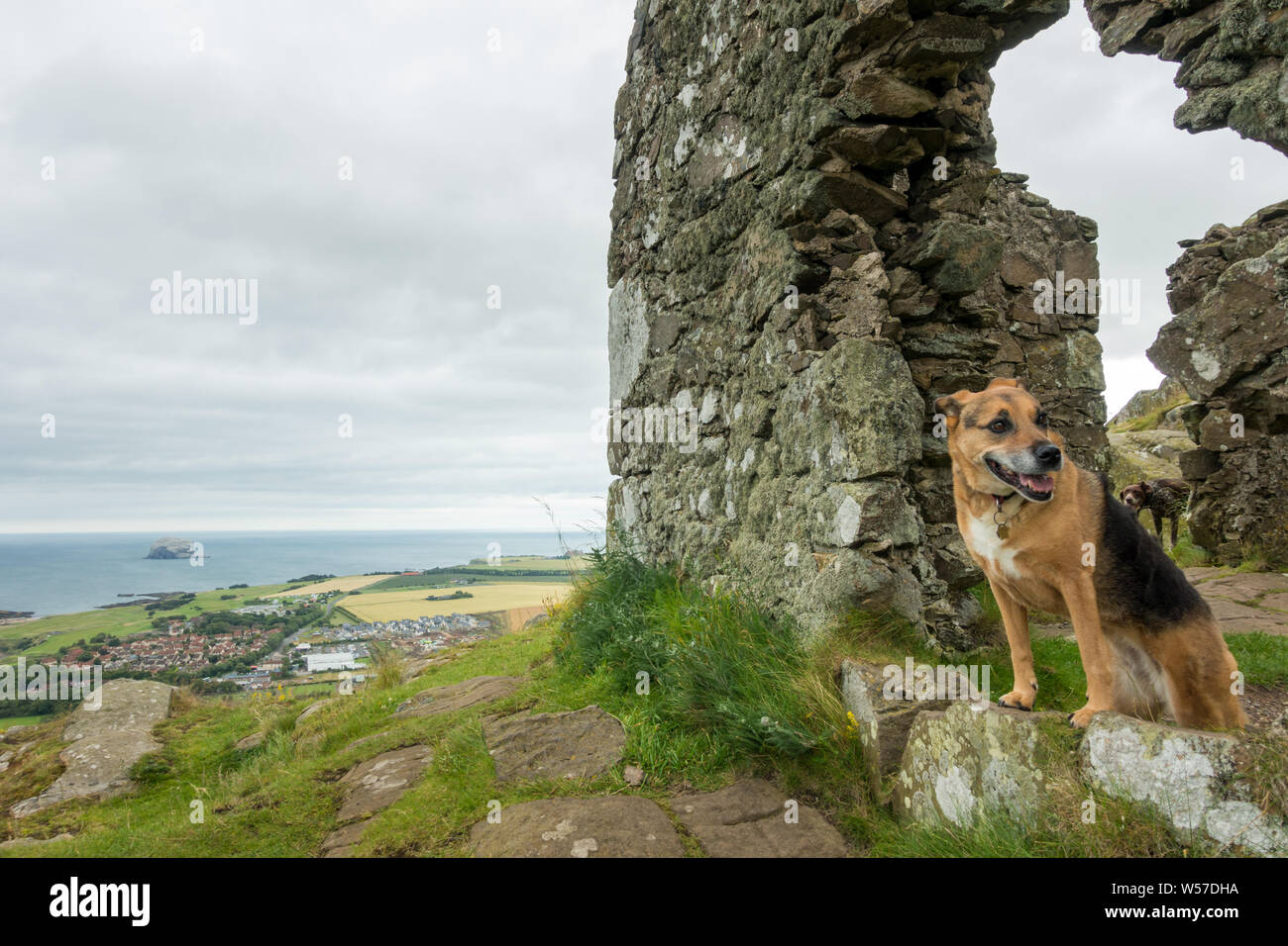 Photo bombed twice by another dog on top of North Berwick Law by the ruin, East Lothian, Scotland Stock Photo