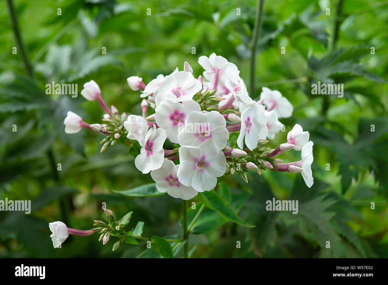 White flower of the phlox on background green sheet grows in year garden Stock Photo