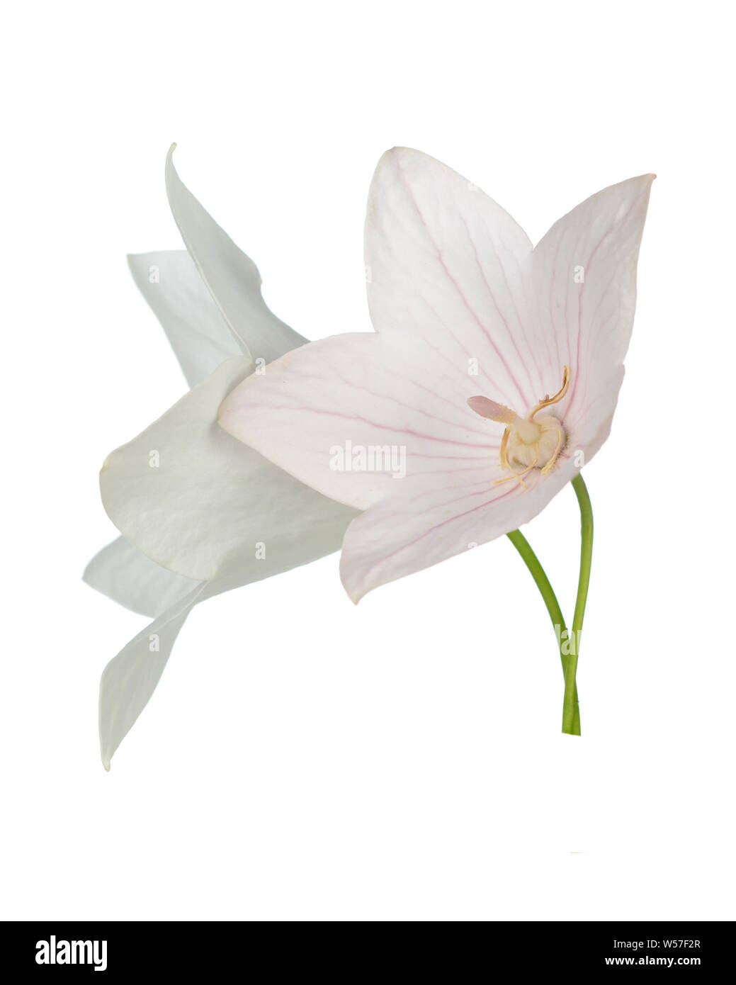Pink Platcodon flowers isolated on white Stock Photo