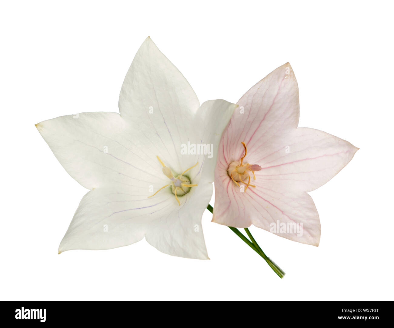 Pink and white Platcodon flowers isolated on white Stock Photo