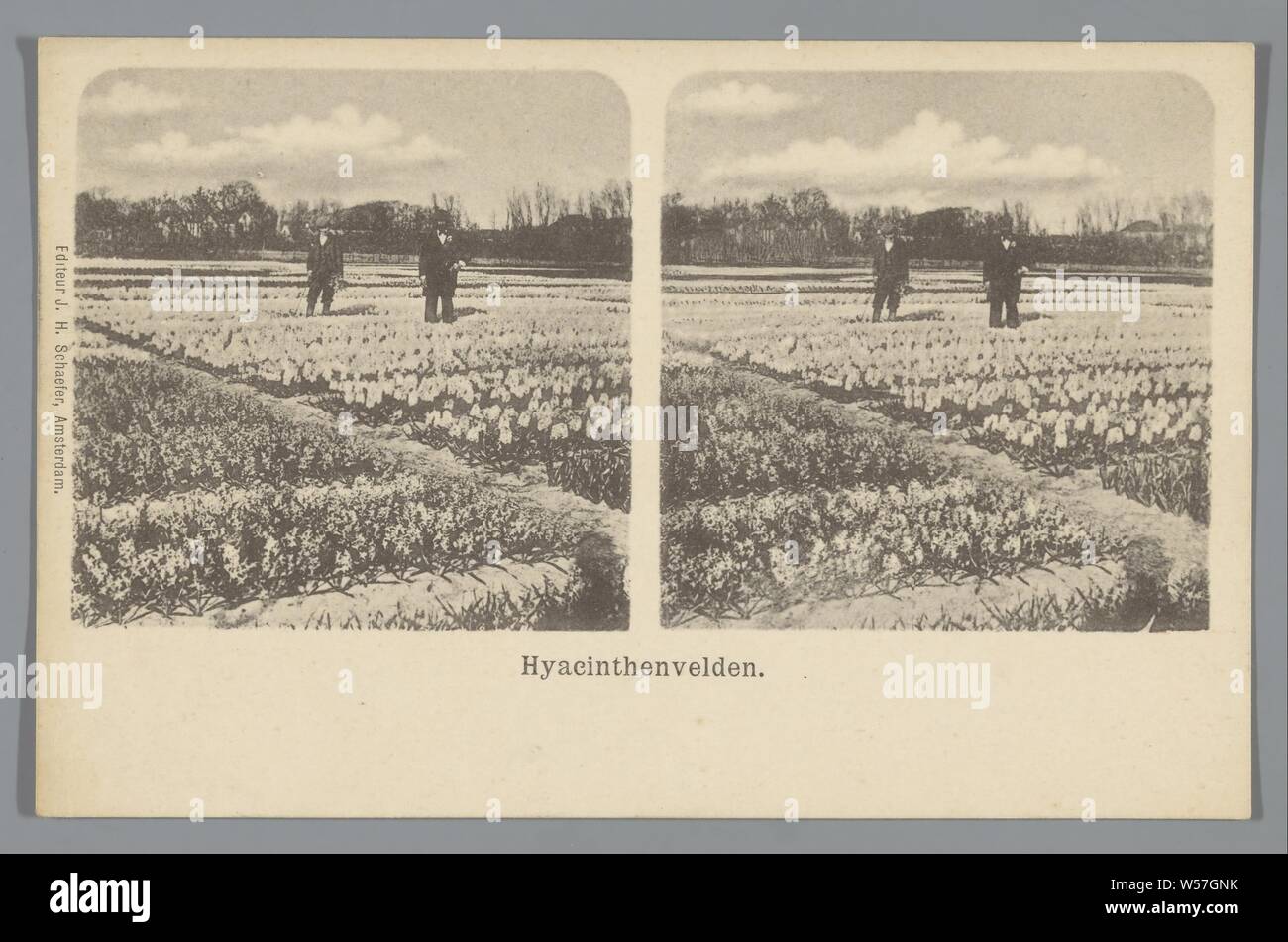 Hyacinth fields, J.H. Schaefer, 1900 - 1940 Stock Photo