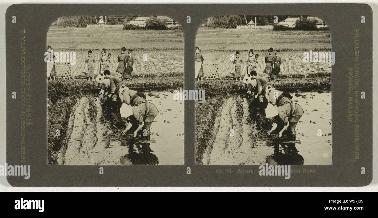 Japan. Anpflanzung von Reis, Neue Photographische Gesellschaft, 1900 - 1920 Stock Photo