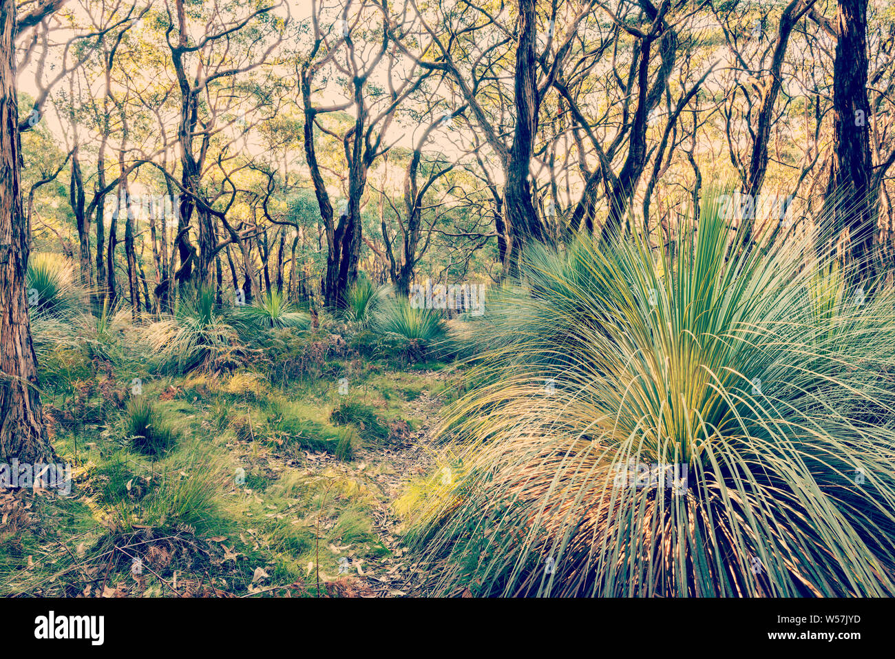 Deep In Woods In Australia Stock Photos Deep In Woods In