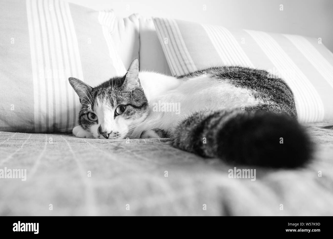 Cat laying on the sofa looking at the camera in black and white Stock ...