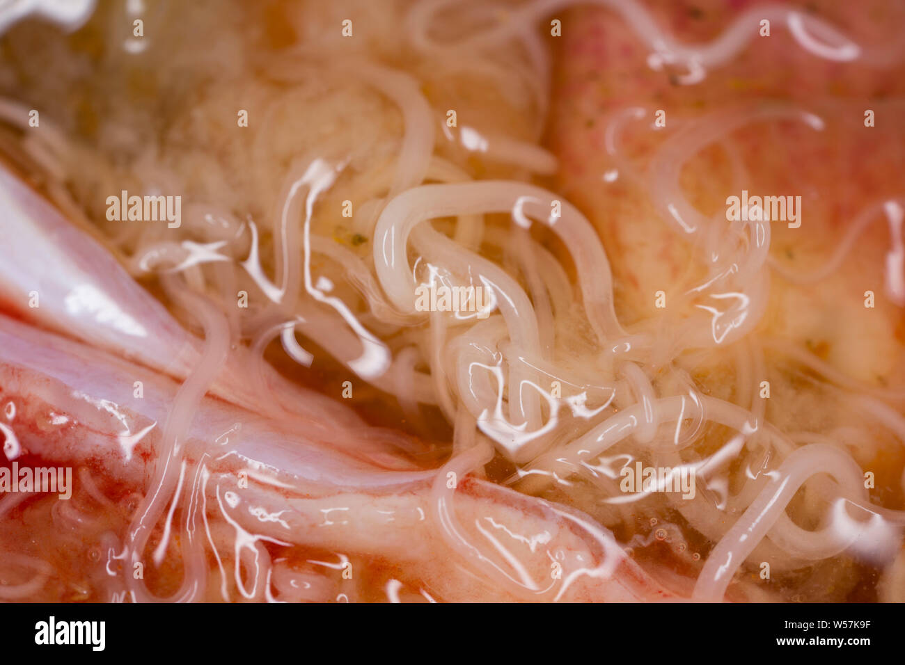 Parasitic nematode worms, or anisakis worms, in the stomach of a lesser spotted dogfish, Scyliorhinus canicula, that was caught on rod and line i Stock Photo