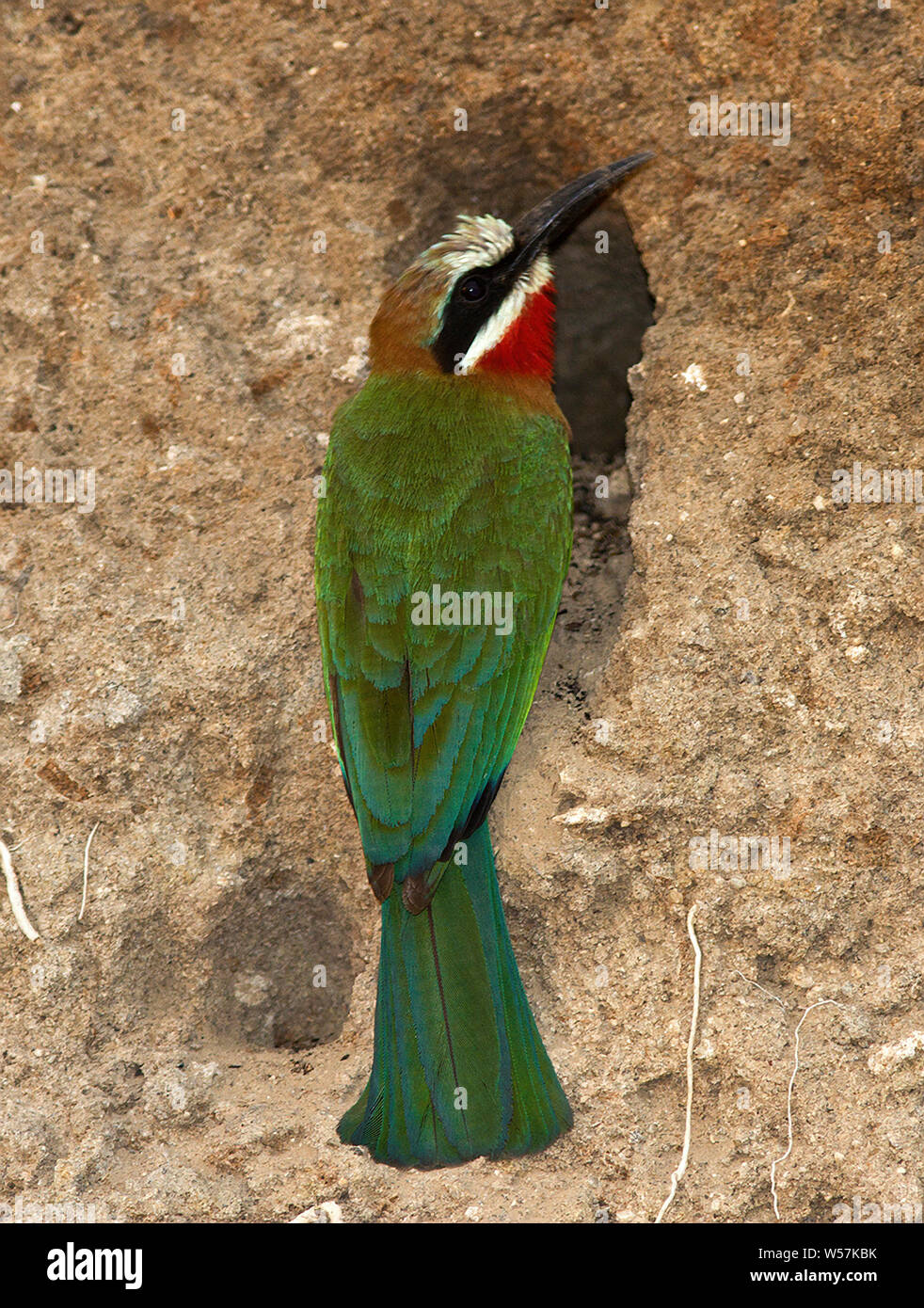 A White-fronted Bee-Eater perched at the entrance to its nest tunnel. Part of a large resident colony on the banks of the Rufiji River Stock Photo