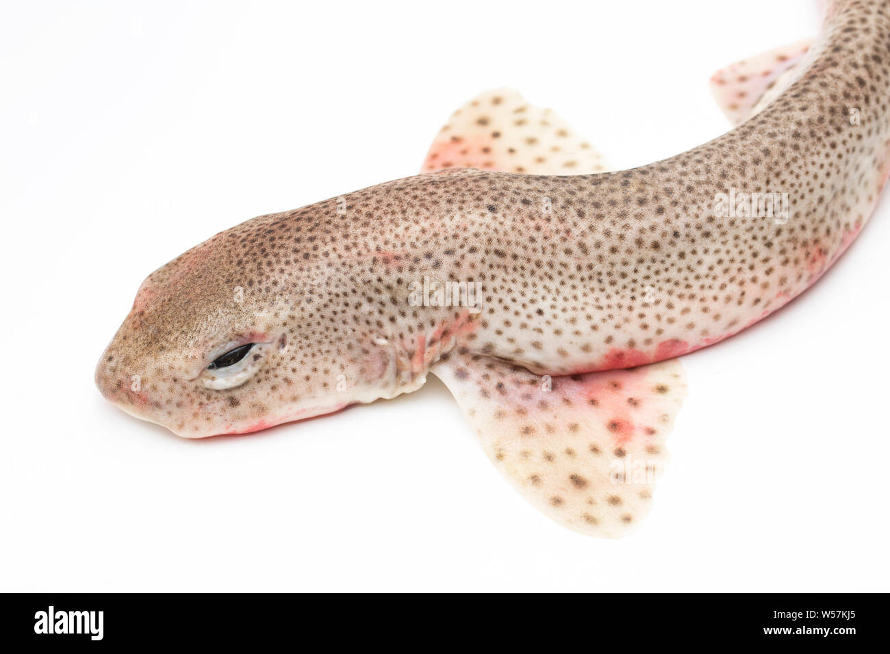 A lesser spotted dogfish, Scyliorhinus canicula, that was caught on rod and line from a boat in the English Channel. The lesser spotted dogfish is one Stock Photo