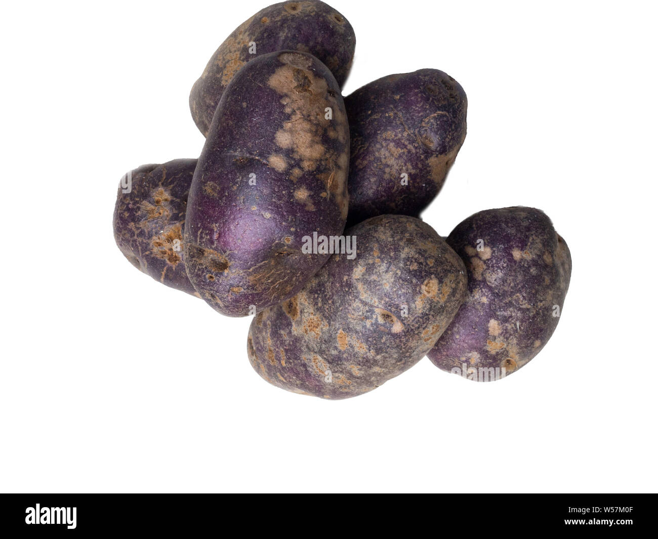 Freshly harvested organic sweet potatoes isolated in white. Sweet