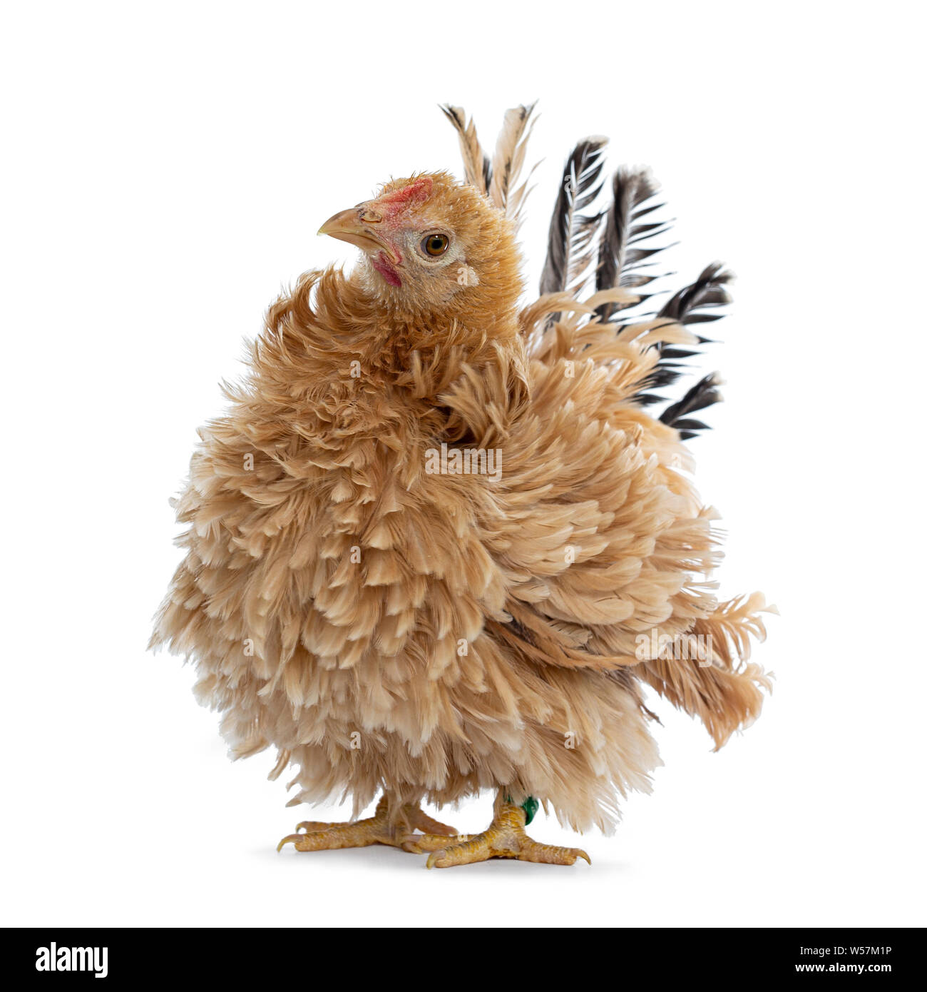 Pretty young Japanese Bantam / Chabo chicken, standing facing front. Head tilted curious to camera. Isolated on white background. Stock Photo
