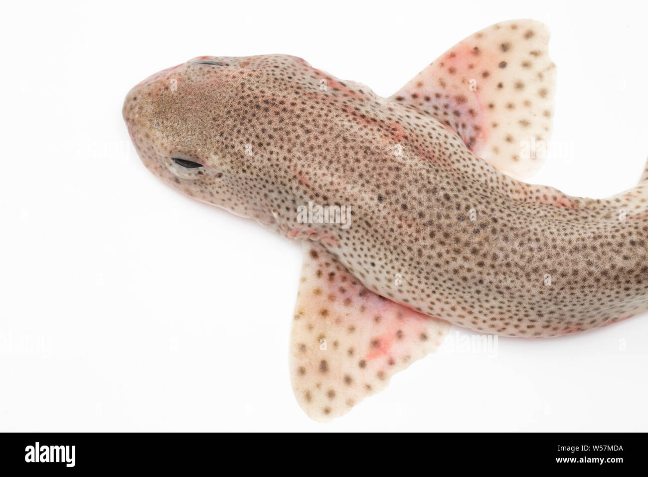 A lesser spotted dogfish, Scyliorhinus canicula, that was caught on rod and line from a boat in the English Channel. The lesser spotted dogfish is one Stock Photo