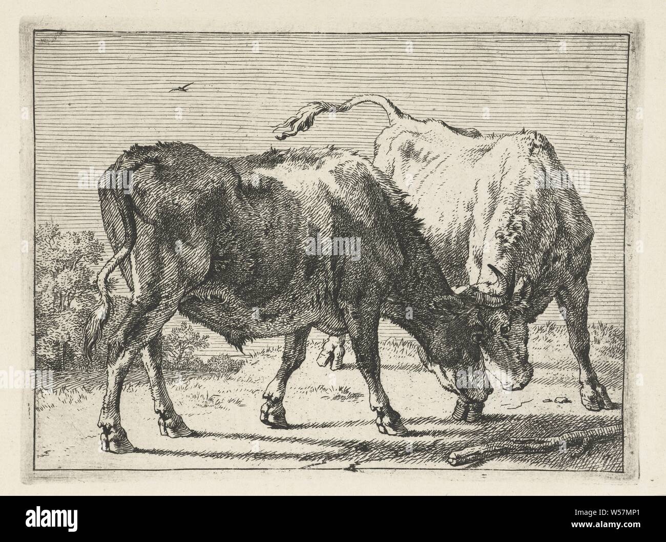 Two fighting oxen The Bulldog (series title), Paulus Potter, Netherlands, 1650, paper, etching, h 110 mm × w 146 mm Stock Photo