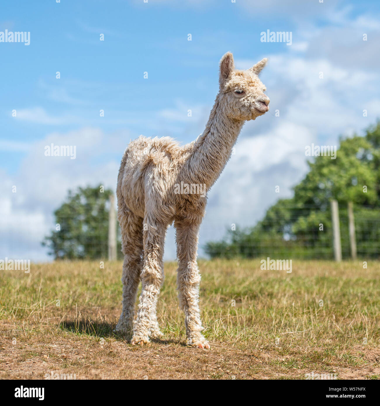 baby alpaca Stock Photo