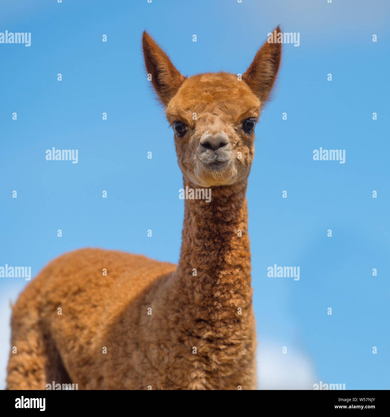 Young Brown Alpaca High Resolution Stock Photography And Images Alamy