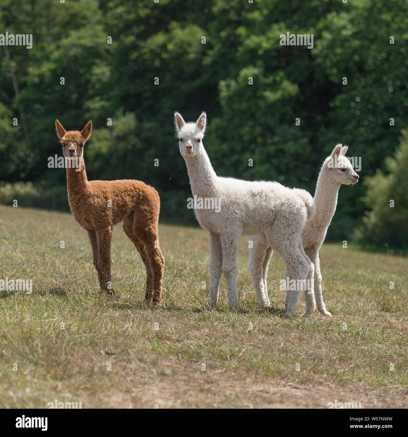 baby alpacas Stock Photo