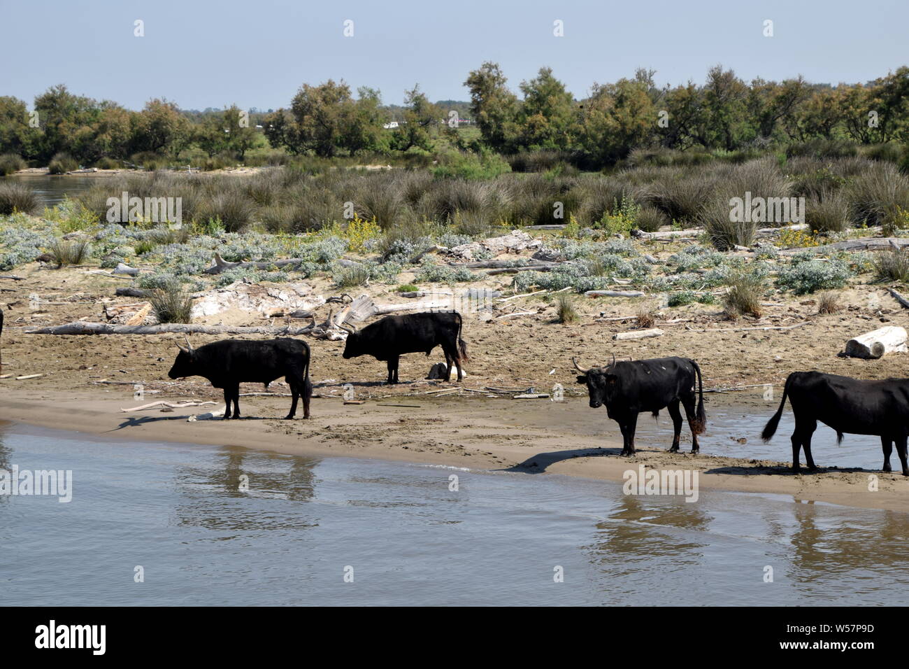 wild black bulls of the Camargue, Southern France Stock Photo