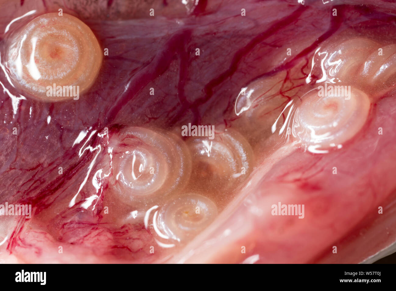 Parasitic nematode worms, or anisakis worms, in the abdominal cavity of a  mackerel, Scomber scombrus, that was caught on rod and line in the Eng Stock Photo