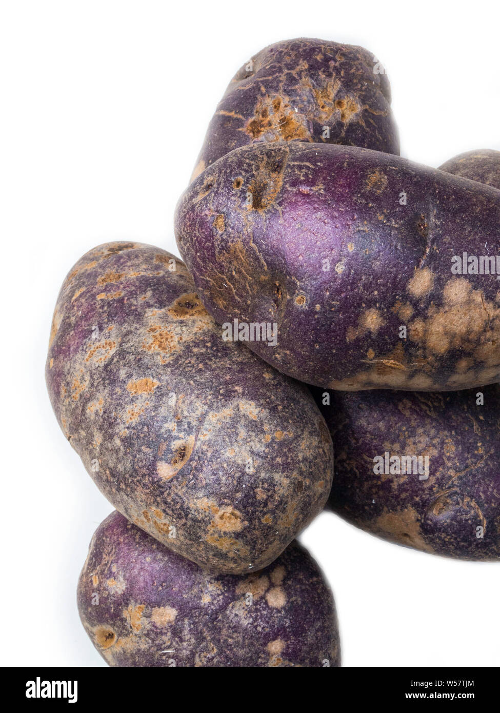 Freshly harvested organic sweet potatoes isolated in white. Sweet