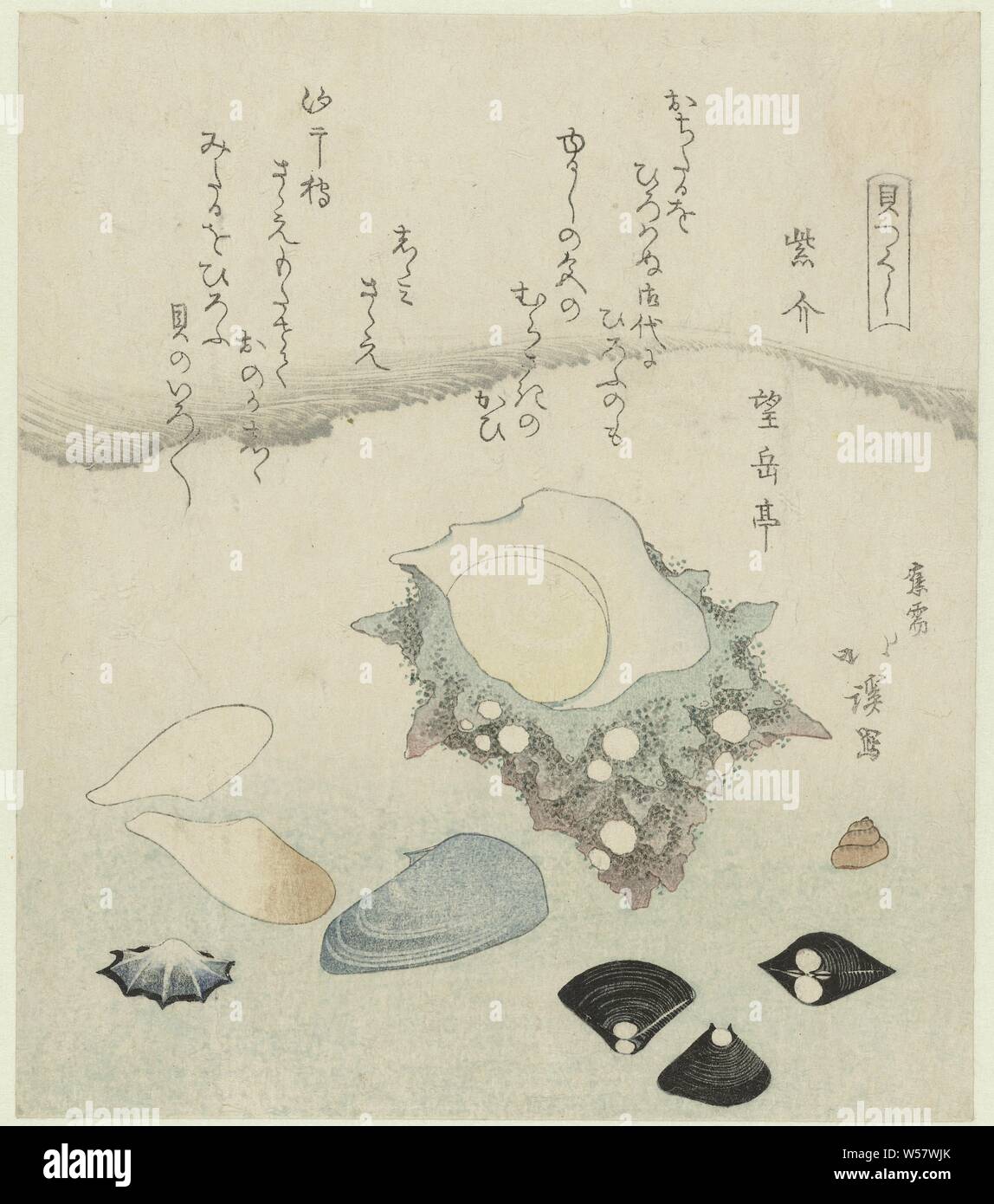 Purple shell, freshwater clams and a turban shell Murasakigai shijimi ...
