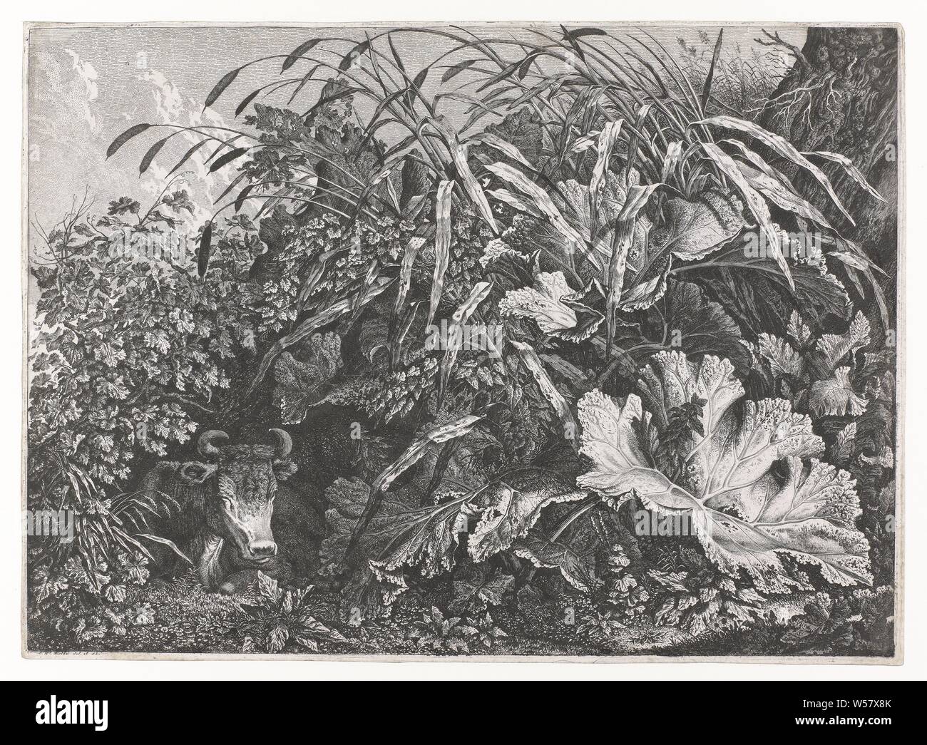 Plants and lying cattle, Possibly a study of the plants, including the large burdock, known under the Latin name 'Arctium lappa', cow, lower plants, Carl Wilhelm Kolbe (I) (mentioned on object), 1767 - 1835, paper, etching, h 306 mm × w 416 mm Stock Photo
