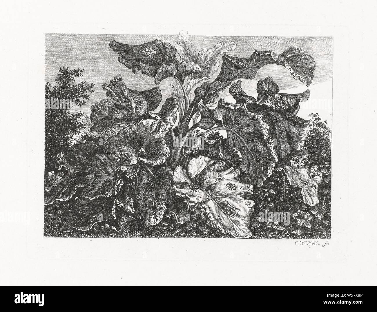 Leaves of the big burdock, Possibly a study of the plant known under the Latin name 'Arctium lappa', lower plants, Carl Wilhelm Kolbe (I) (mentioned on object), 1767 - 1835, paper, etching, h 200 mm × w 271 mm Stock Photo