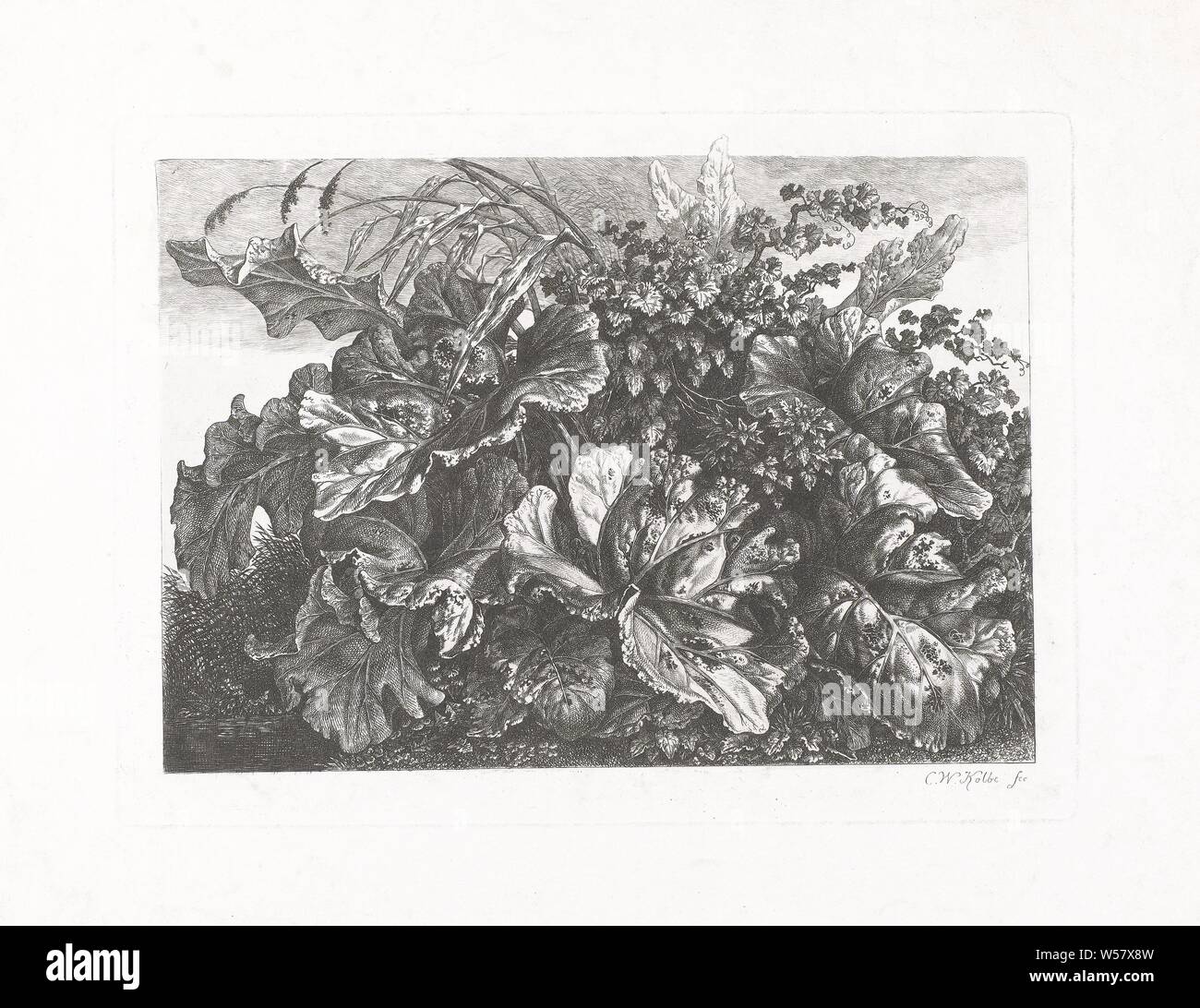 Plants and leaves, Possibly a study of the plants, including the large burdock, known under the Latin name 'Arctium lappa', lower plants, Carl Wilhelm Kolbe (I) (mentioned on object), 1767 - 1835, paper, etching, h 203 mm × w 274 mm Stock Photo
