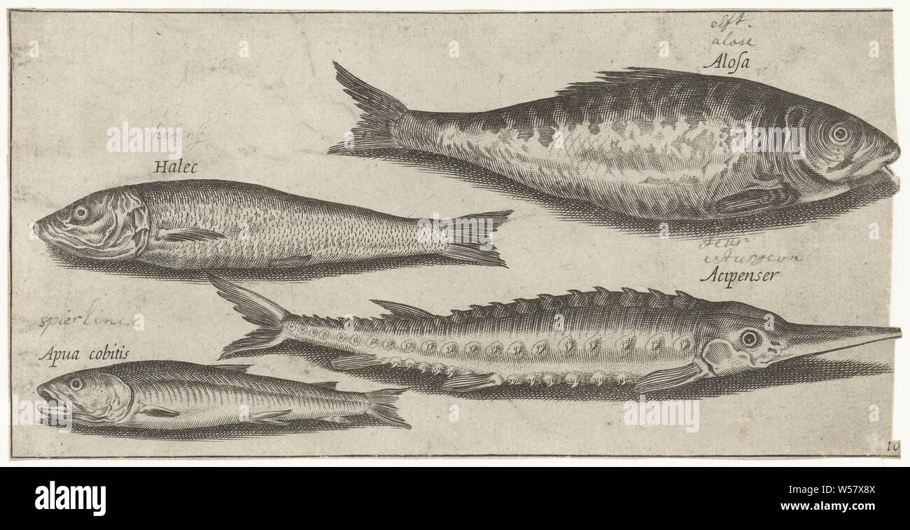 Shad, sturgeon, smelt and a herring Fish (series title) Piscivm vivae icones (series title), fishes, Pierre Firens, 1600 - 1638, paper, engraving, h 93 mm × w 185 mm Stock Photo