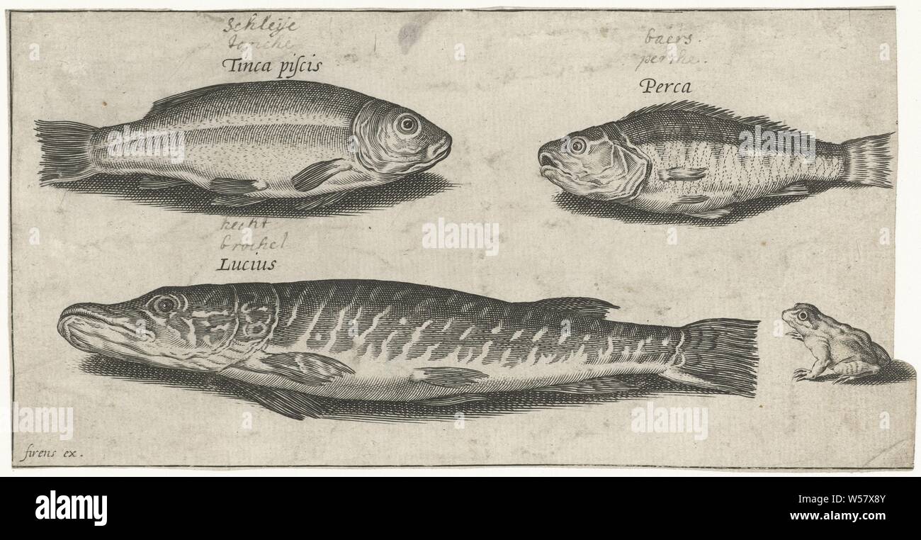 Pike, perch, tench and a frog Fish (series title) Piscivm vivae icones (series title), fishes, Pierre Firens, 1600 - 1638, paper, engraving, h 93 mm × w 183 mm Stock Photo