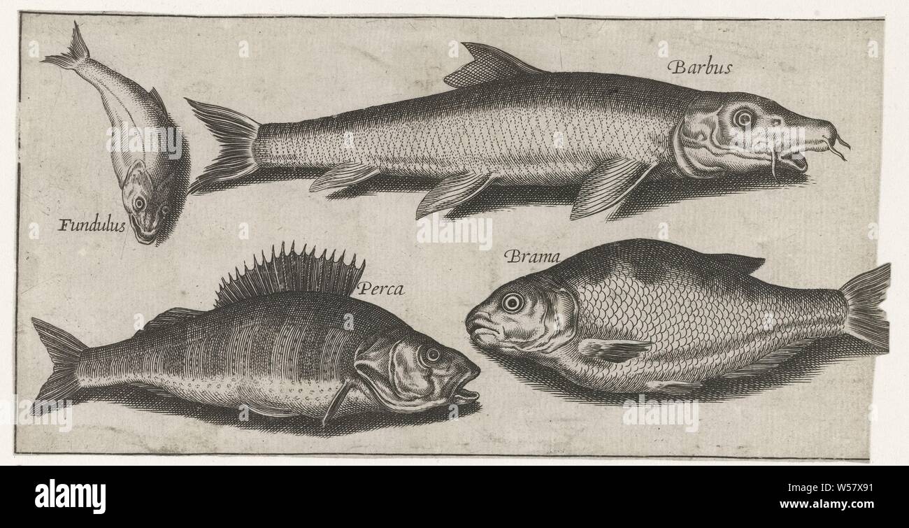 Perch, barbel, brasum and a tooth carp Fish ( series title) Piscivm vivae icones (series title), fishes, Pierre Firens, 1600 - 1638, paper, engraving, h 93 mm × w 184 mm Stock Photo