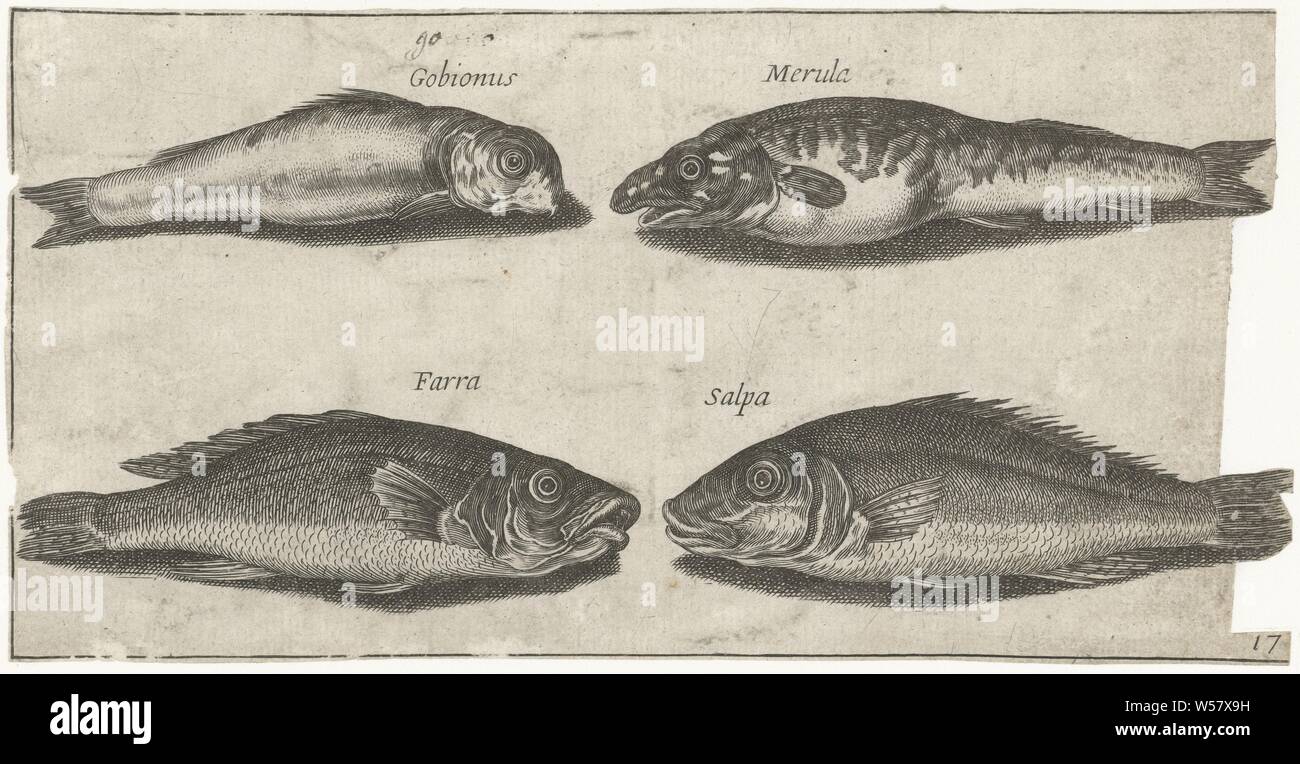 Goby, bokvis, whiting and another fish Fish (series title) Piscivm vivae icones (series title), fishes, Pierre Firens, 1600 - 1638, paper, engraving, h 93 mm × w 184 mm Stock Photo