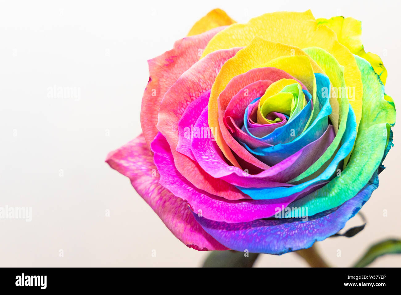 Regenbogen Rose vor weißem Hintergrund Stock Photo