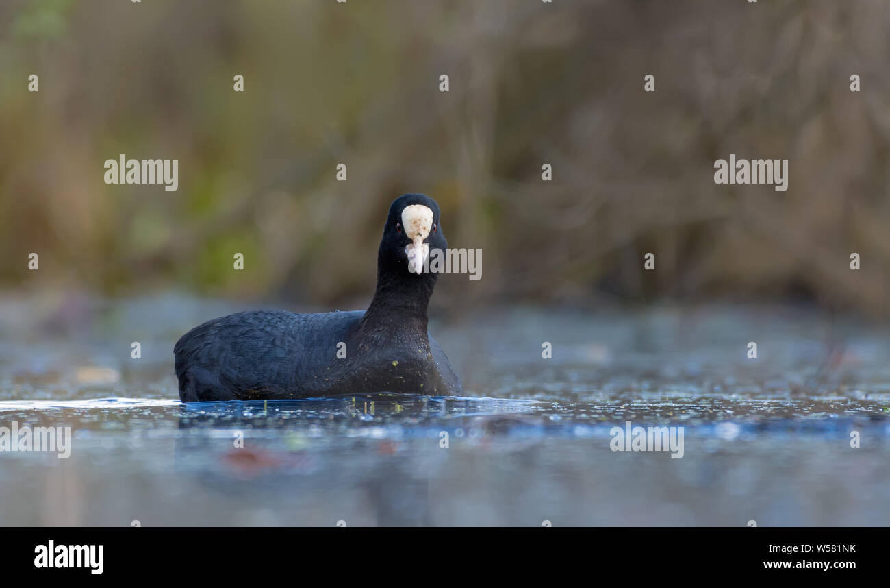 Male Eurasian Coot swims toward camera on spring water surface of forest lake Stock Photo